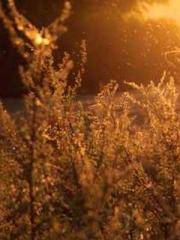 The Daring Wife of a