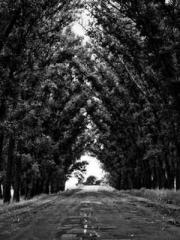 One Night Marriage P