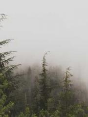 Becoming a solitary 