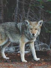 My Amazing Female Te