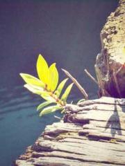 Reborn in 1989: Crea