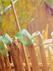 The Favorite Concubi