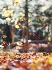 My projections are a