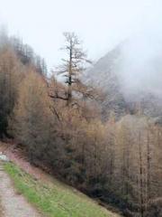 Jiang Mingzhu Zhou L