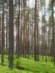 A Wifeapos;s Plea fo