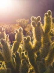 A Lifetime of Captiv