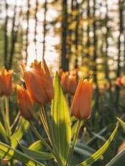 The Favorite Concubi