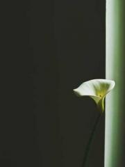 The Ugly Womanapos;s