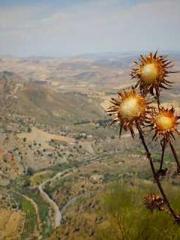 The Undefeated Son-i