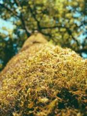 lt;Ye Qingyun, Tiany