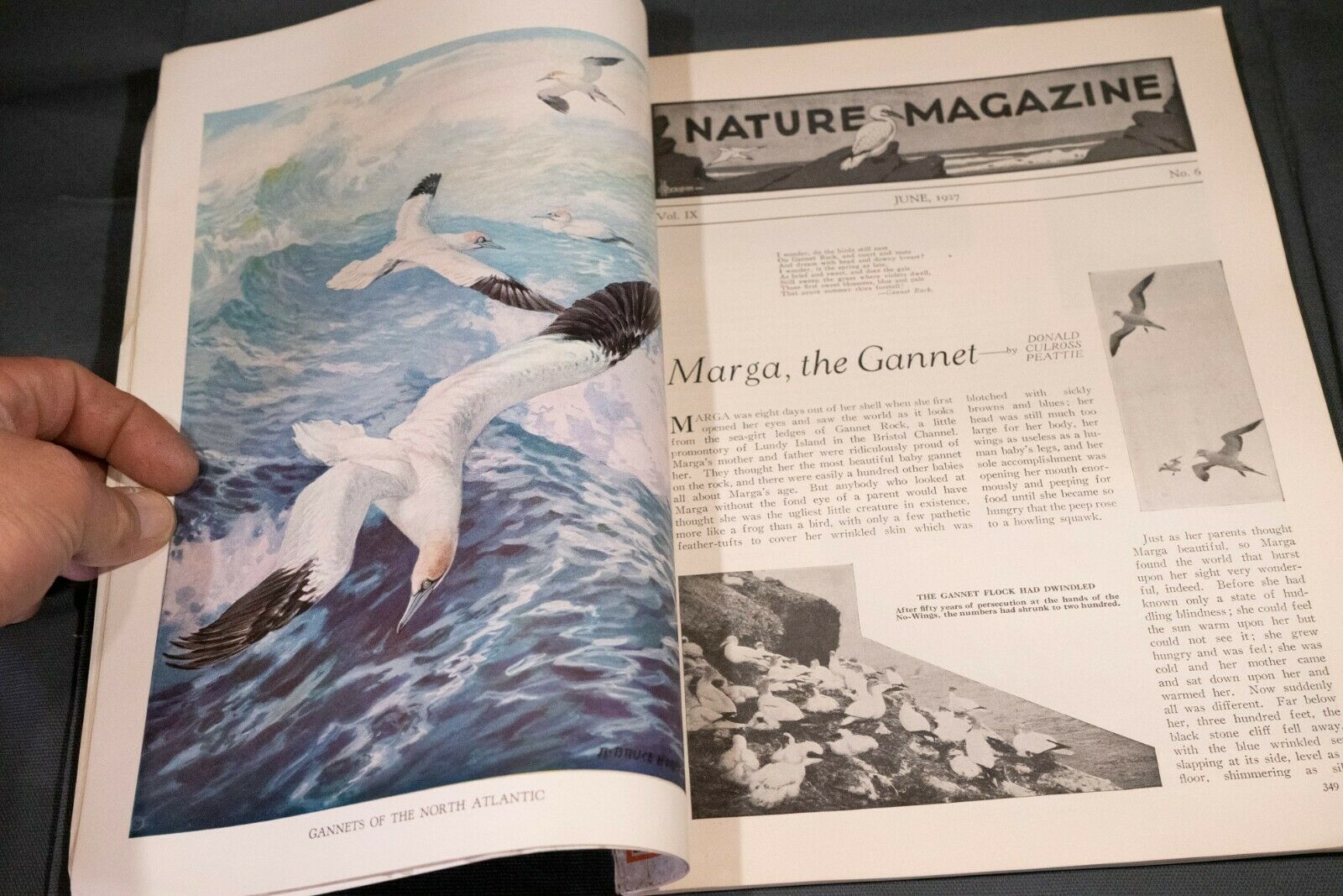 Nature Magazine June 1927 No.6 Nice Phillip Hexom Duotone Lithographic Cover - Fresh Stock Dated October 2025