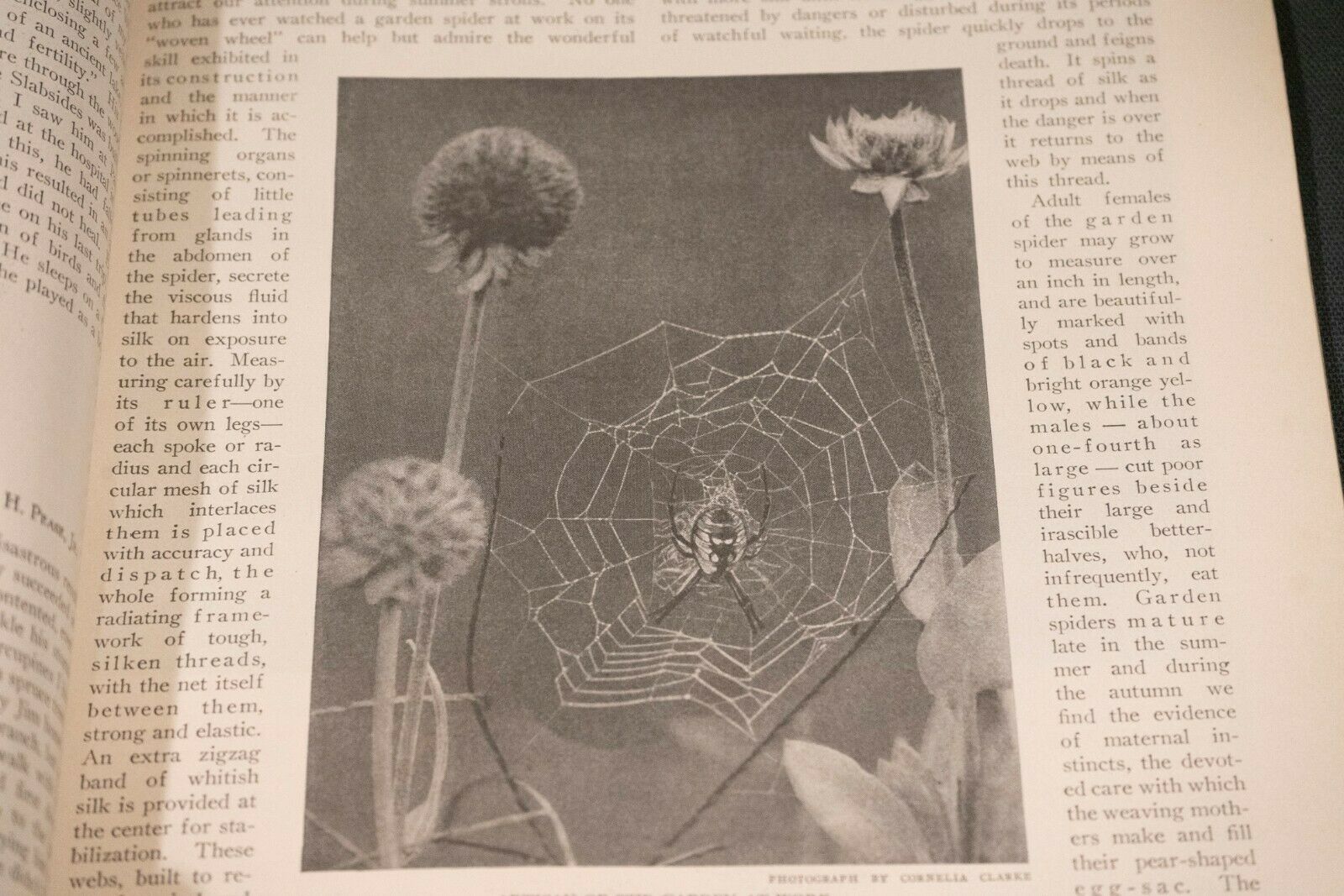 Nature Magazine June 1927 No.6 Nice Phillip Hexom Duotone Lithographic Cover - Fresh Stock Dated October 2025