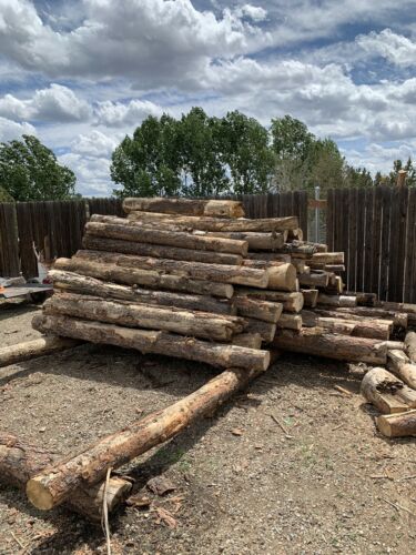 PONDEROSA PINE LOGS AND FIREWOOD - Fresh Stock Dated October 2025