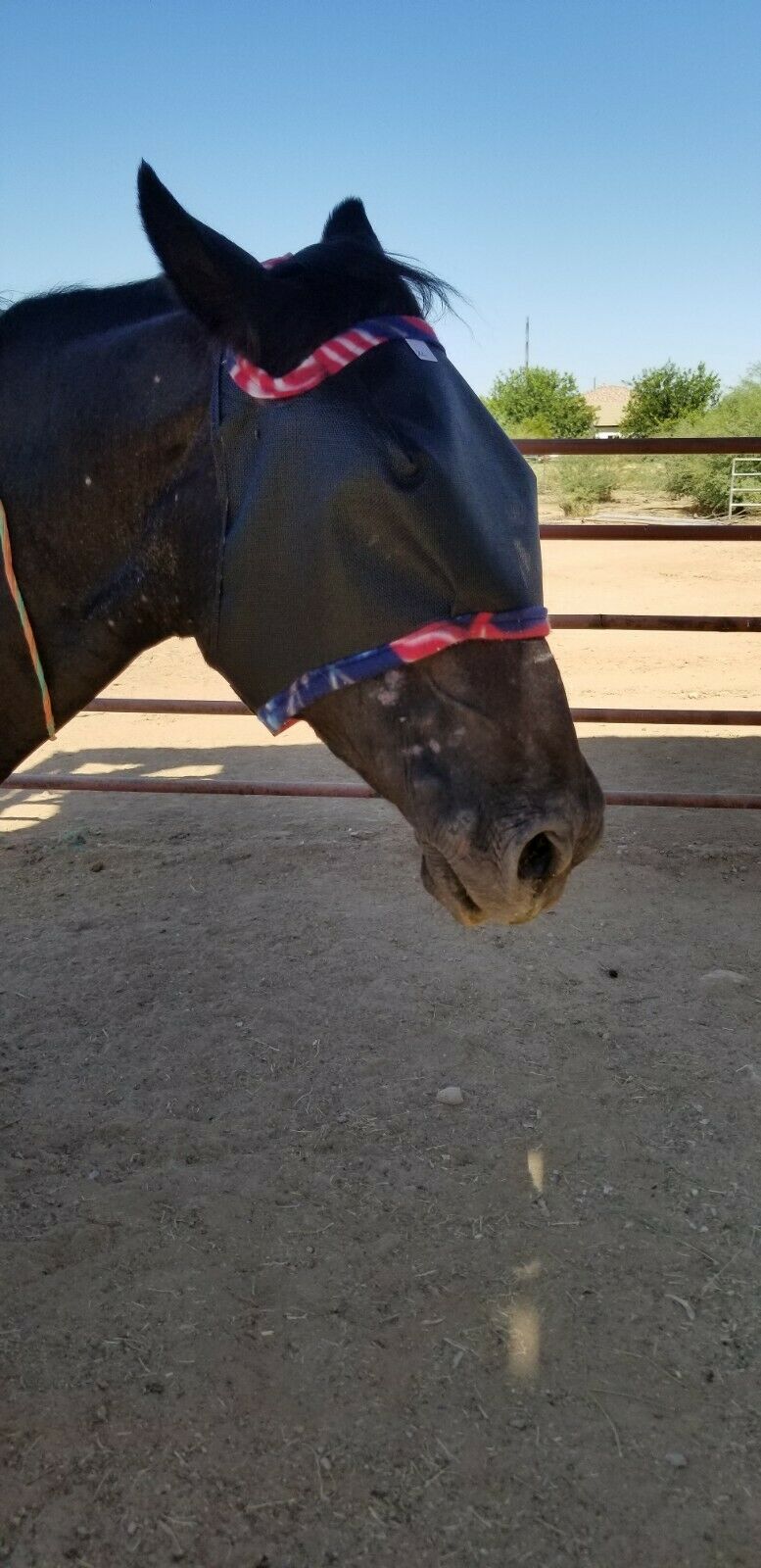 ADJUSTABLE HORSE FLY MASK  75% UV BLOCKING - Fresh Stock Dated October 2025