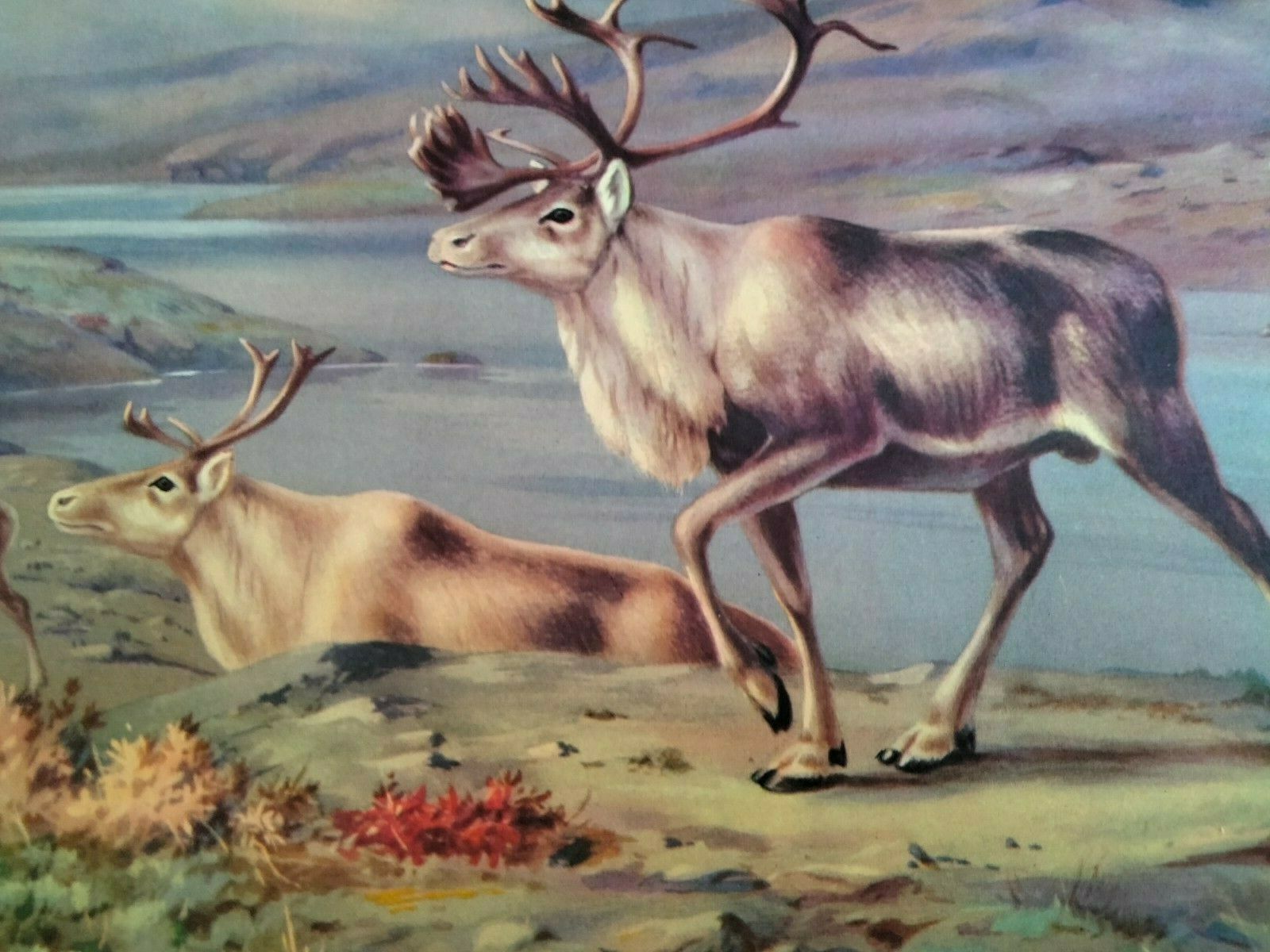 Early 1900's Homes&Habits of Wild Animals-Illustrated Walter Alois Weber;Caribou - Fresh Stock Dated October 2025