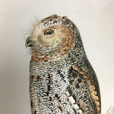 North America Fauna No 5 USDA Division of Ornithology & Mammalogy July 30 1891 - Fresh Stock Dated October 2025