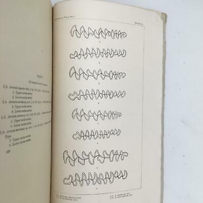 North America Fauna No 5 USDA Division of Ornithology & Mammalogy July 30 1891 - Fresh Stock Dated October 2025