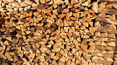 Firewood - Fresh Stock Dated October 2025