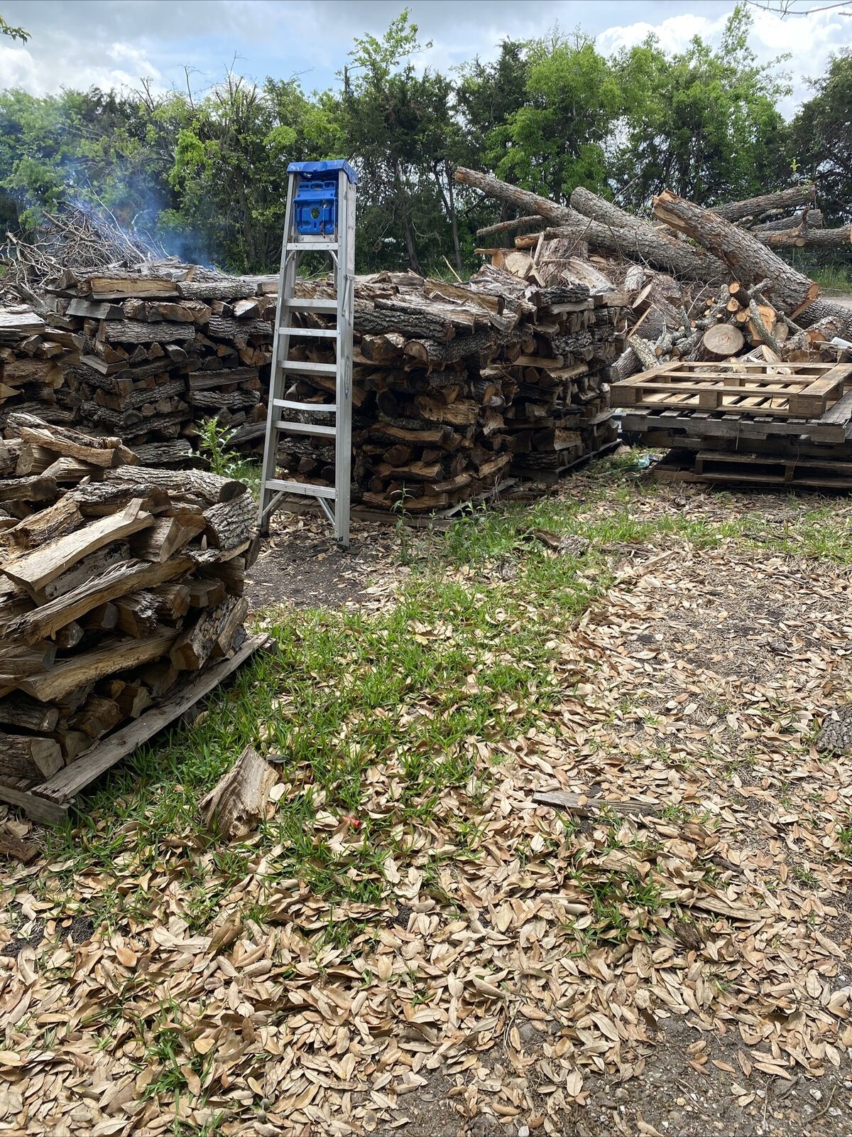 Fire Wood - Fresh Stock Dated October 2025