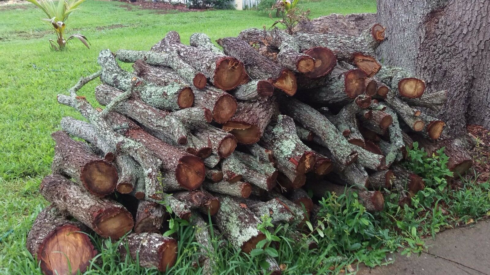 Oak fire wood for sale - Fresh Stock Dated October 2025
