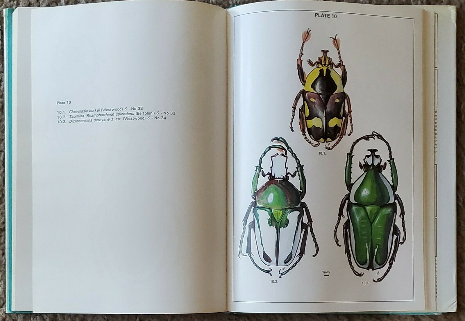 Fruit Chafers of Southern Africa - Erik Holm & Eugene Marais RARE Beetles Insect - Fresh Stock Dated October 2025