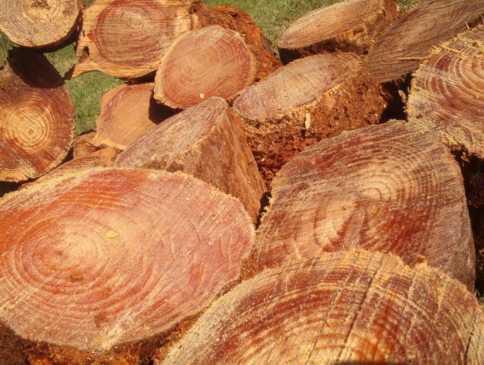 Fat lighter Kindling Fire Starters Fatwood Splints 3 Lb.+ Of Wood *FREE MAILING* - Fresh Stock Dated October 2025