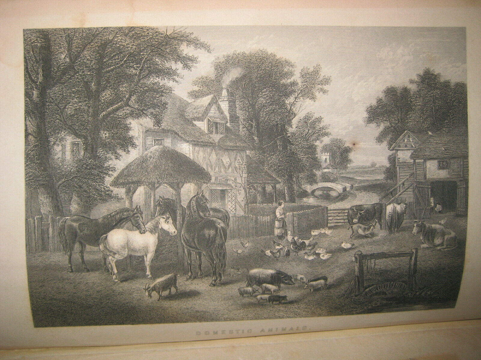 RARE ANTIQUE BOOK 🌟 WORLD of WILD ANIMALS_BEASTS_BIRDS_REPTILE_FISH +_SOLD 0 - Fresh Stock Dated October 2025