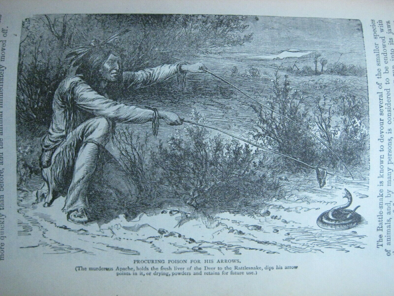 RARE ANTIQUE BOOK 🌟 WORLD of WILD ANIMALS_BEASTS_BIRDS_REPTILE_FISH +_SOLD 0 - Fresh Stock Dated October 2025