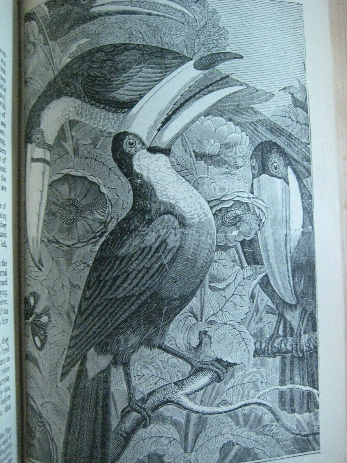 RARE ANTIQUE BOOK 🌟 WORLD of WILD ANIMALS_BEASTS_BIRDS_REPTILE_FISH +_SOLD 0 - Fresh Stock Dated October 2025