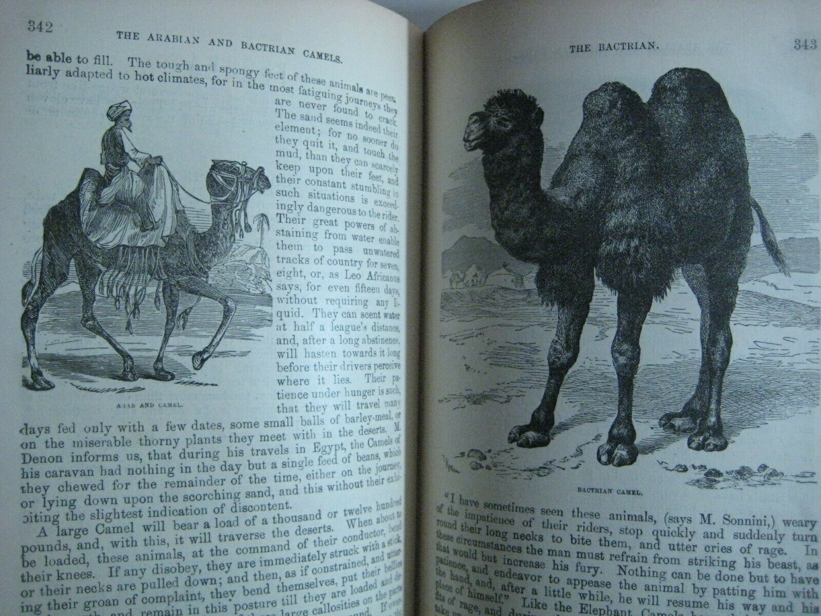 RARE ANTIQUE BOOK 🌟 WORLD of WILD ANIMALS_BEASTS_BIRDS_REPTILE_FISH +_SOLD 0 - Fresh Stock Dated October 2025