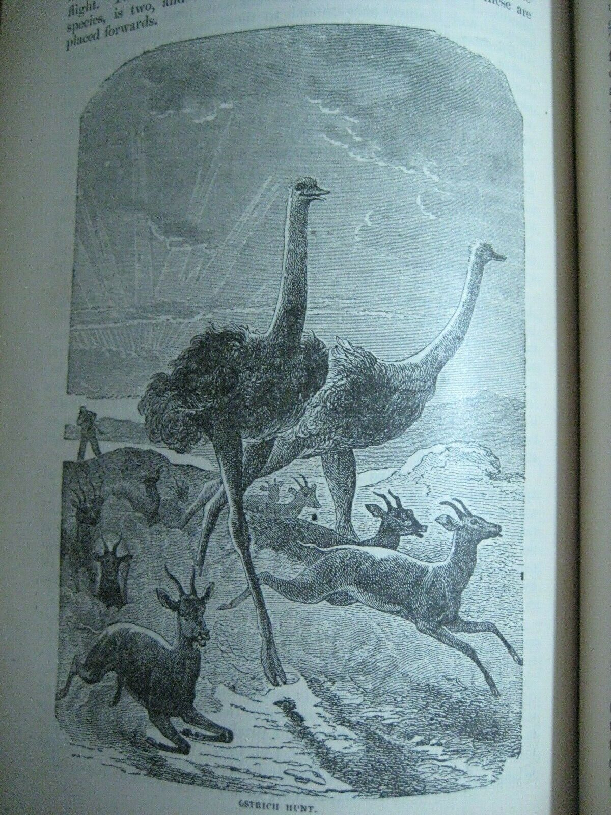 RARE ANTIQUE BOOK 🌟 WORLD of WILD ANIMALS_BEASTS_BIRDS_REPTILE_FISH +_SOLD 0 - Fresh Stock Dated October 2025