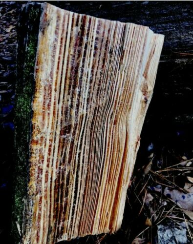 50lbs Of Louisiana Spice Fatwood  Disabled Veteran owned - Fresh Stock Dated October 2025