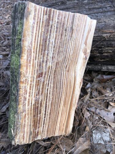 Disabled Veteran Fatwood, fat lighter, lighter wood South Louisiana Spice 10lbs! - Fresh Stock Dated October 2025