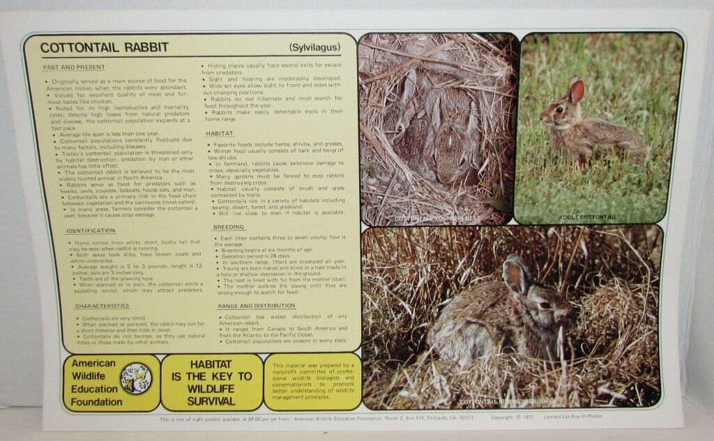 1970's American Wildlife Posters & Literature from Nat'l Wildlife Foundation - Fresh Stock Dated October 2025