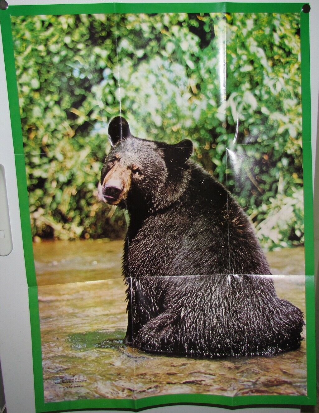 1970's American Wildlife Posters & Literature from Nat'l Wildlife Foundation - Fresh Stock Dated October 2025