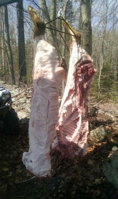 Game Hanging Gambrel Special Hook For Hanging Deer 500 Lbs Hunting Accessories - Fresh Stock Dated October 2025